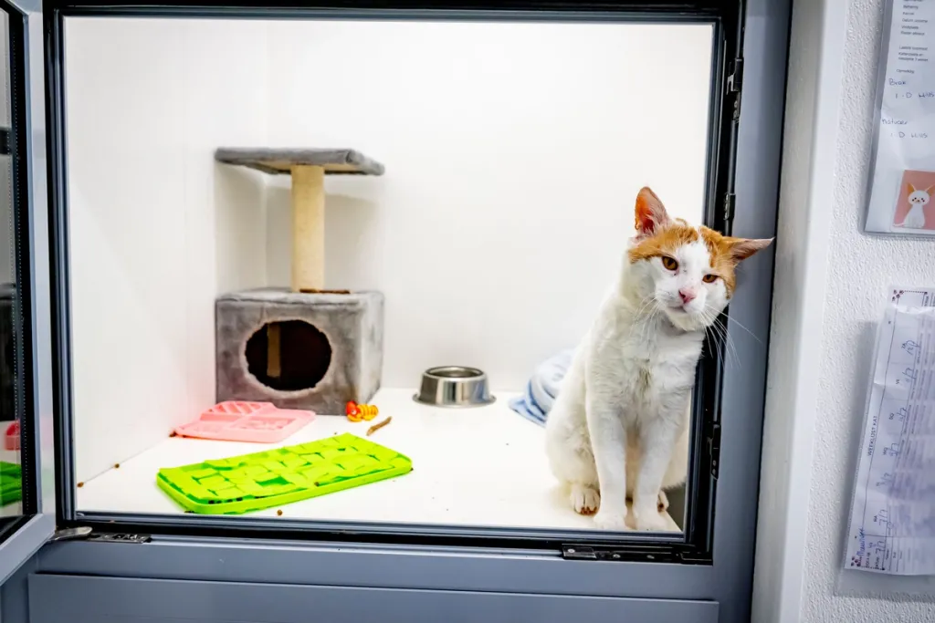 Kat in een asiel kooitje