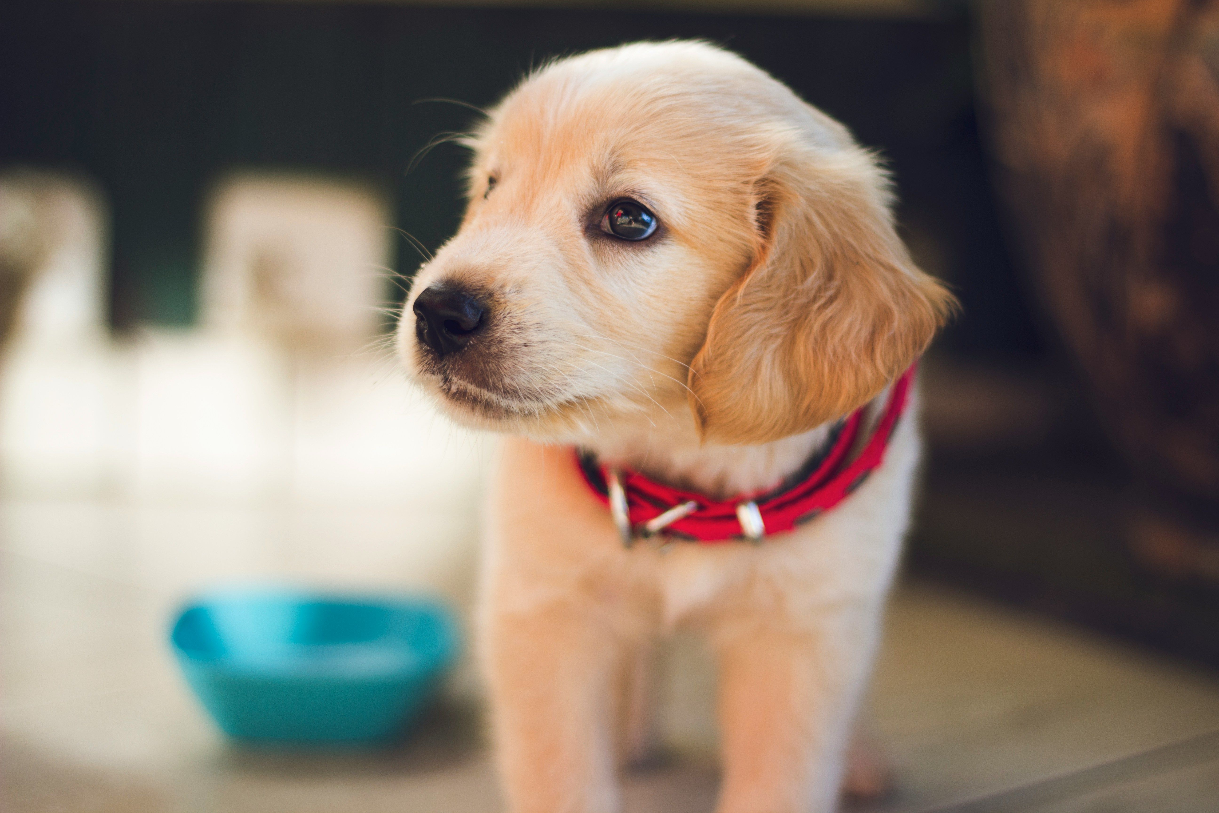 Student Pitch - AI Powered Puppy Training