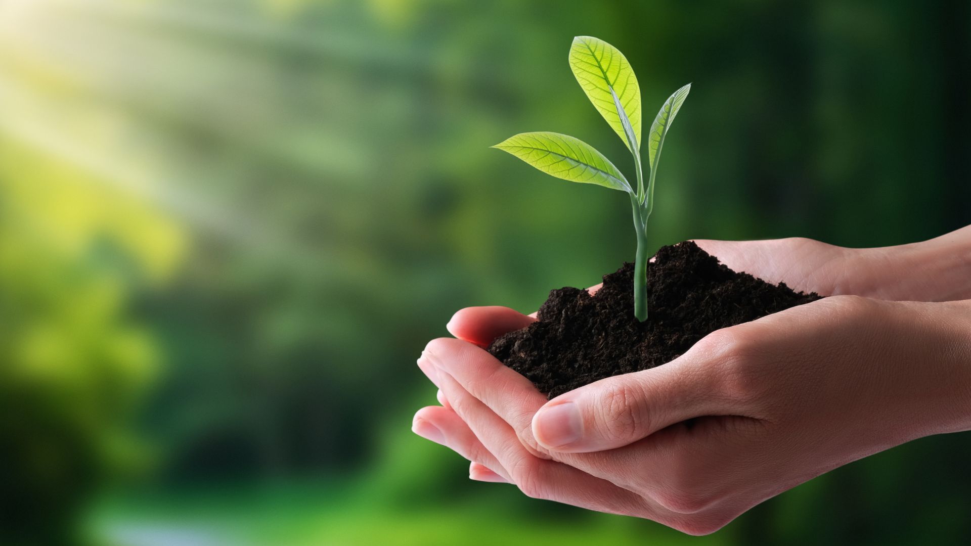 Student Pitch - Air to Plate:  From Polluted Air to Safer Food