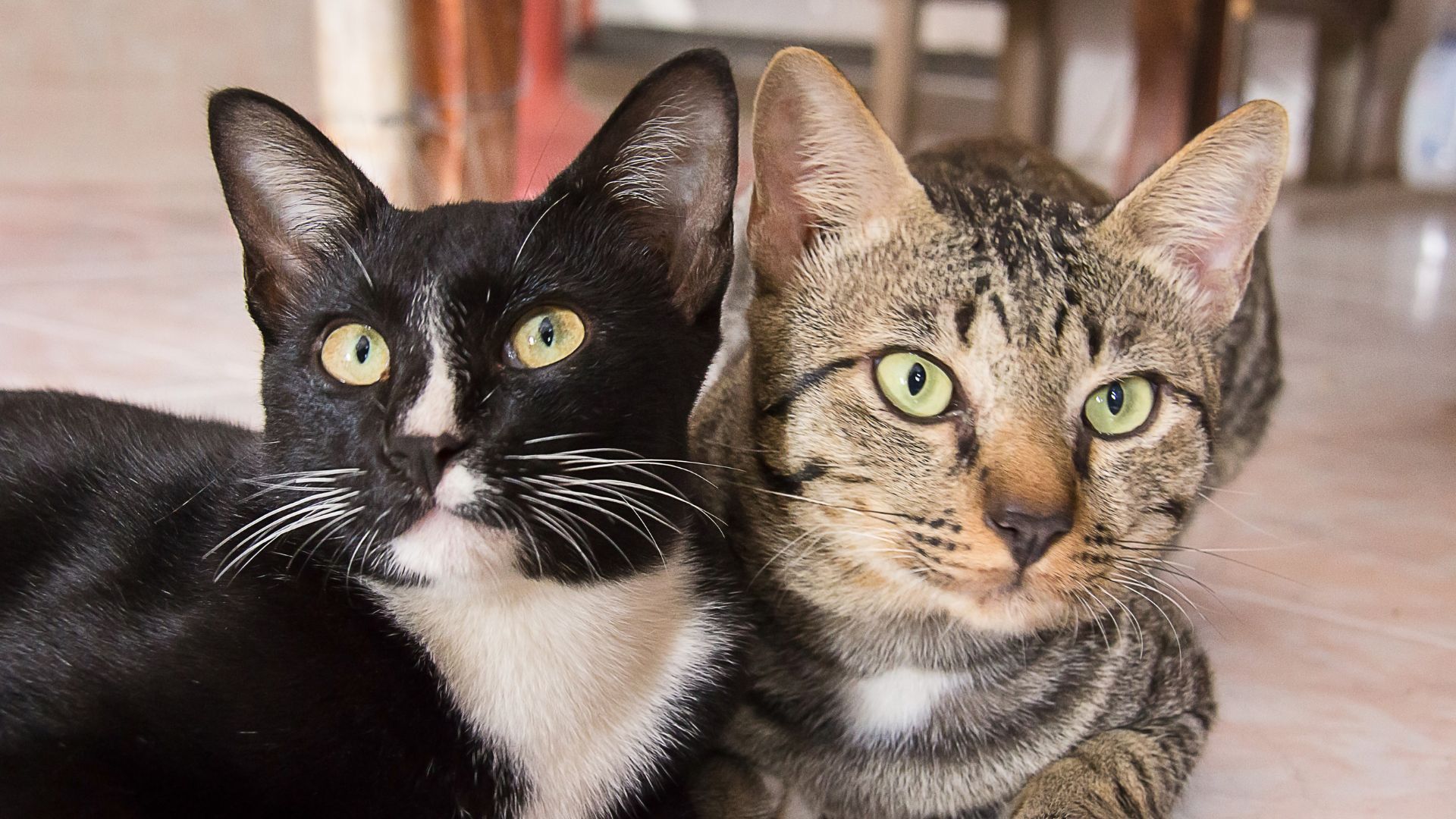 Student Pitch - Hypocats: Your hypo-allergenic cat finder