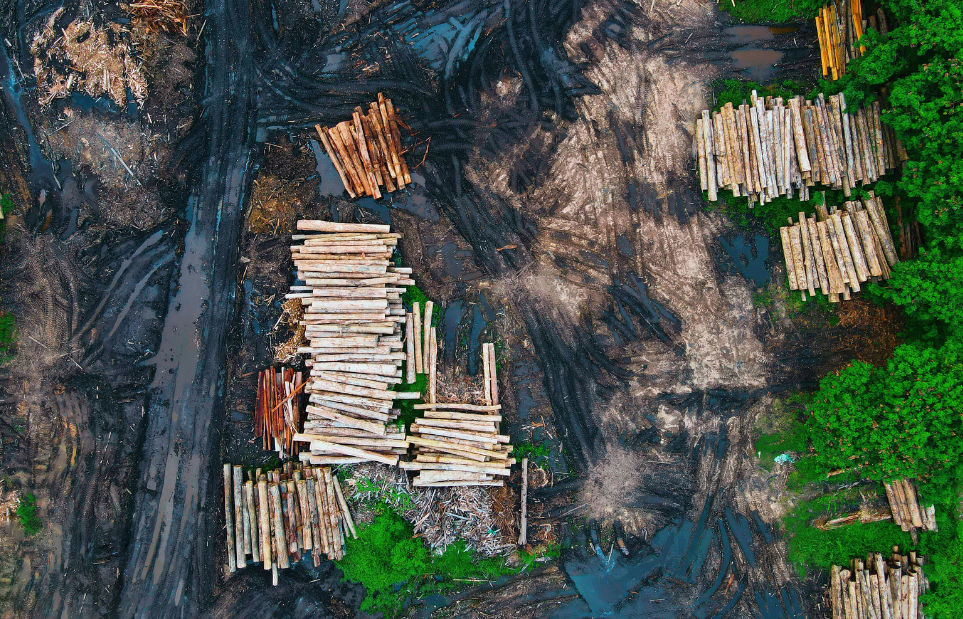 Aerial view of harvested timber stacked in a forestry yard 