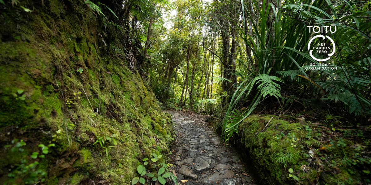 Native New Zealand forest walkway representing Toitū Net Carbon Zero certification and carbon offsetting initiatives.