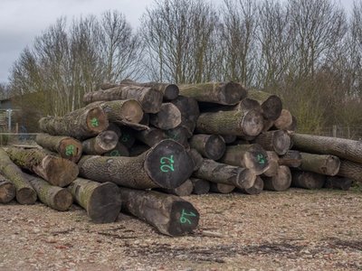 english oak logs