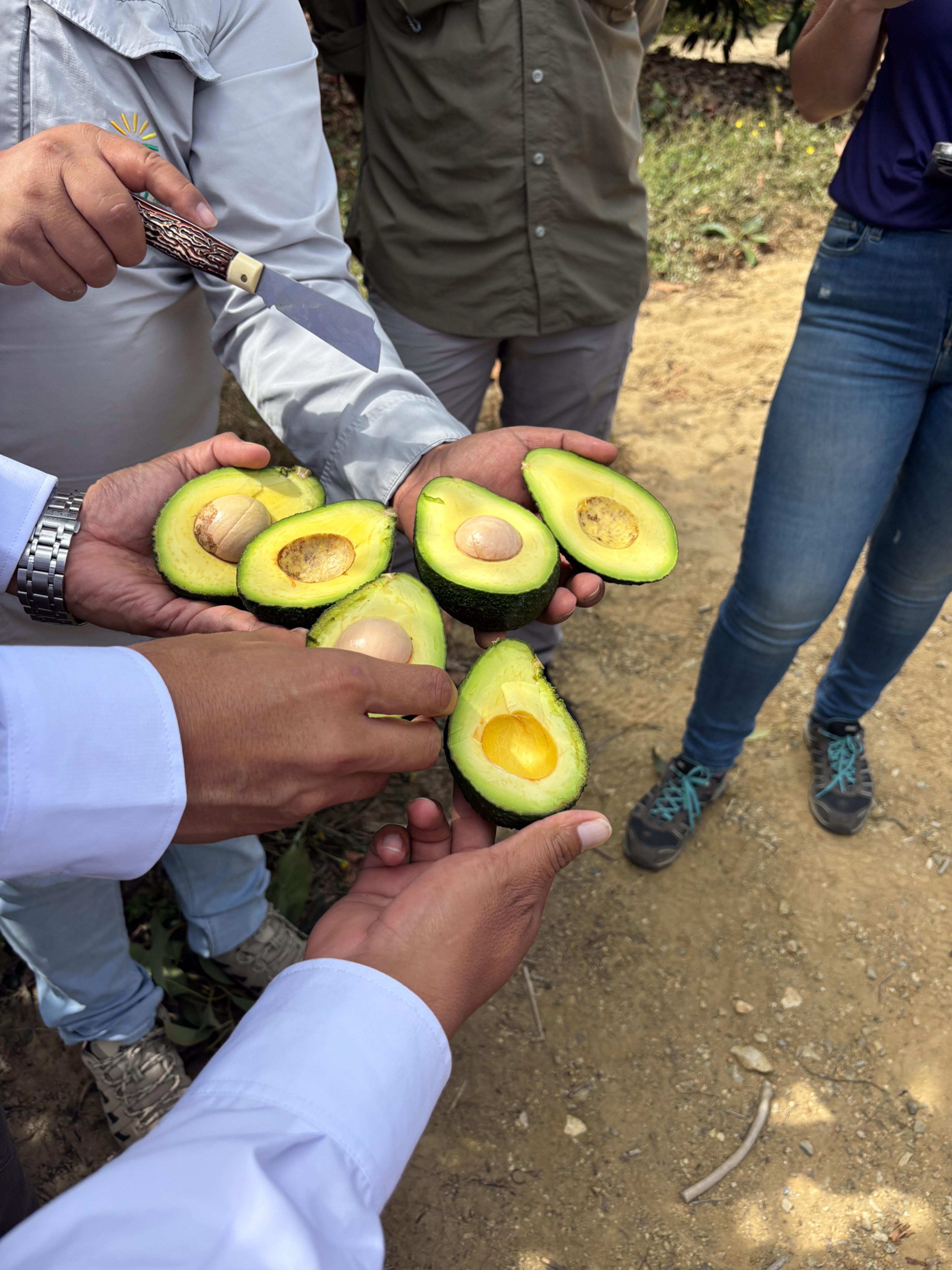 Avocado i peru