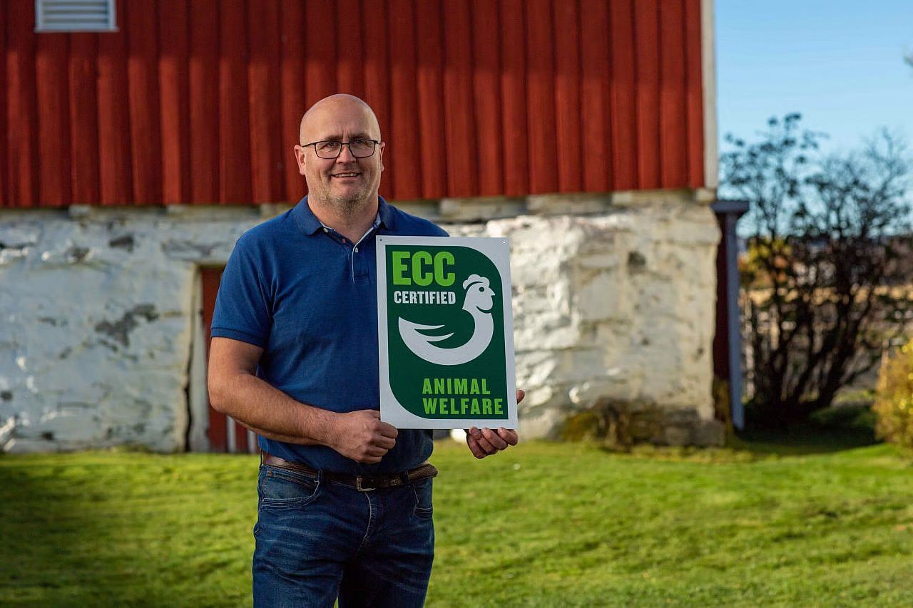 Norsk kylling