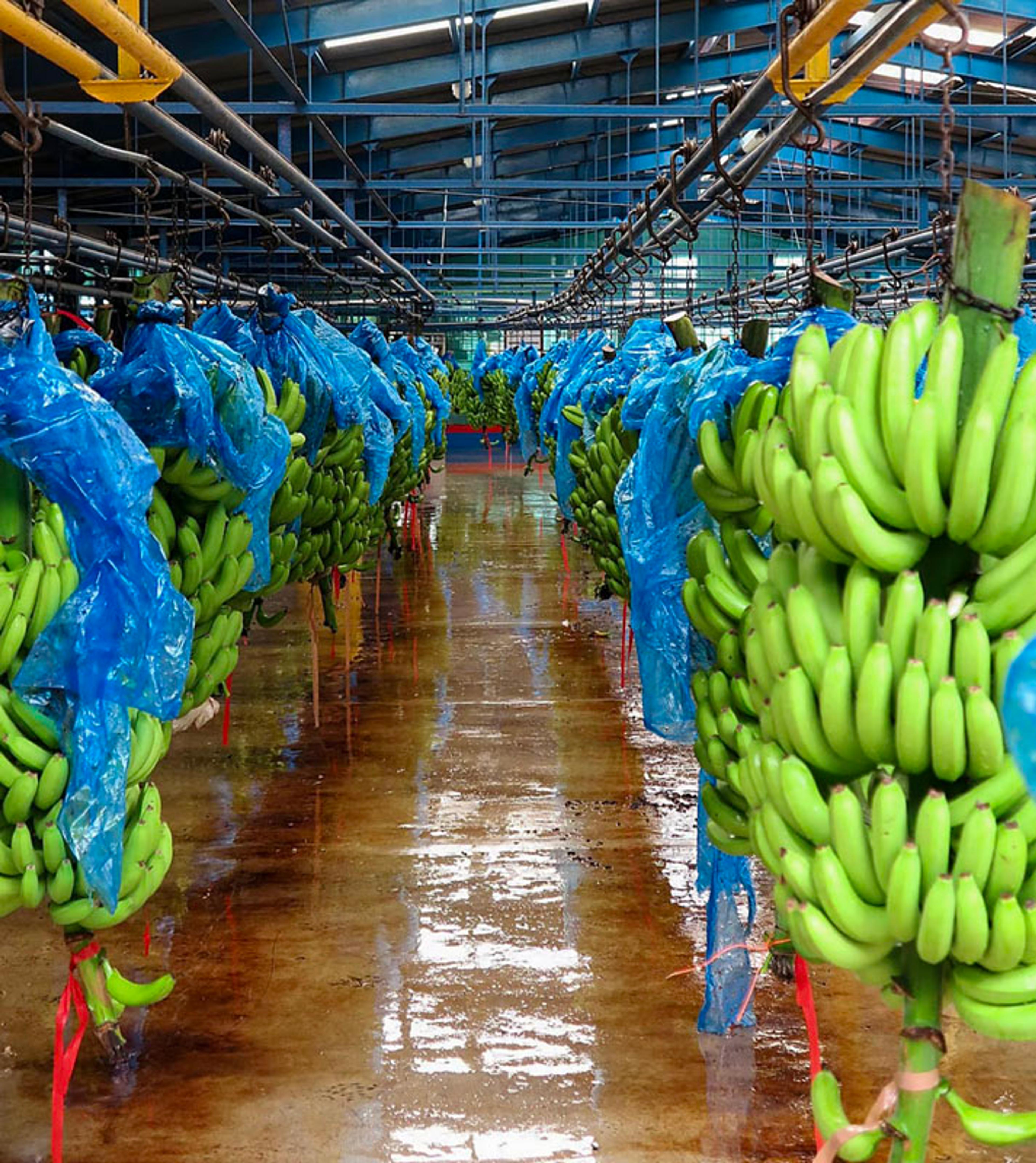 Bananer i Costa Rica