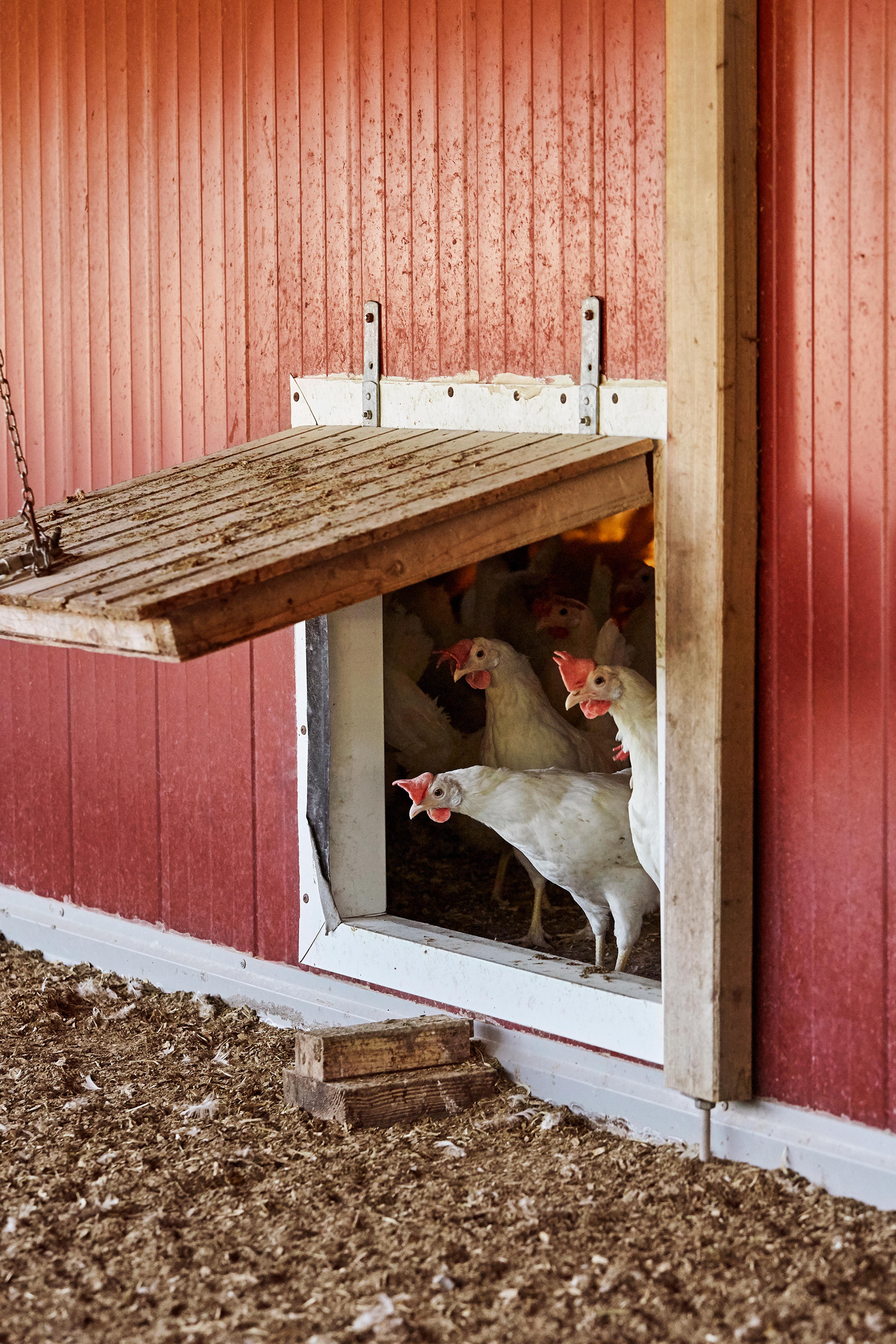 Diplom-is vinner ansvarsprisen