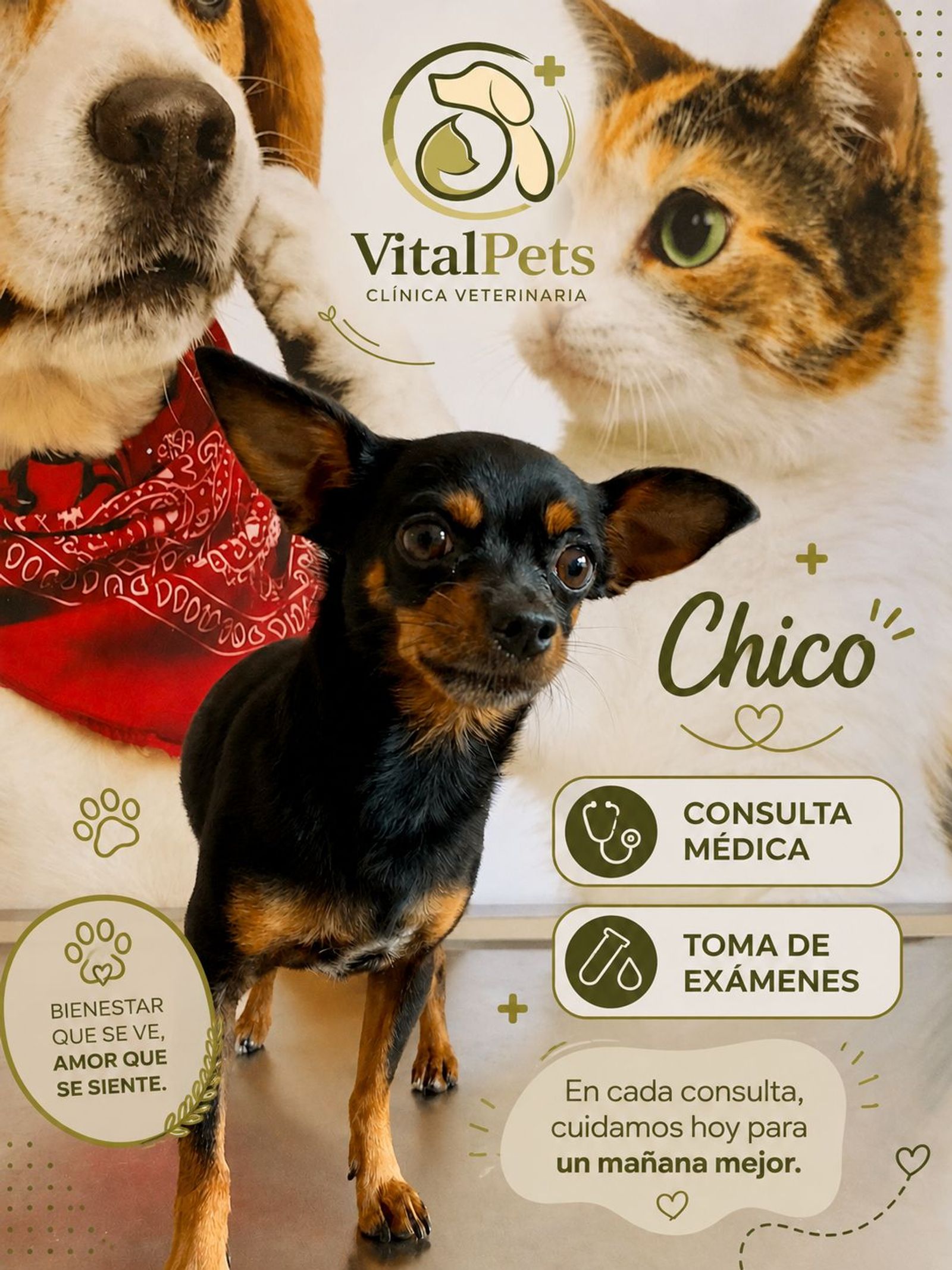 Chico, nuestro paciente en consulta y toma de examenes.