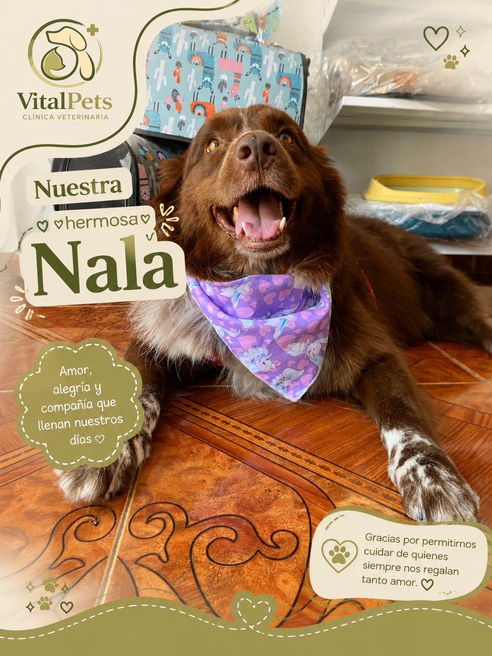 Nala en su día de spa.