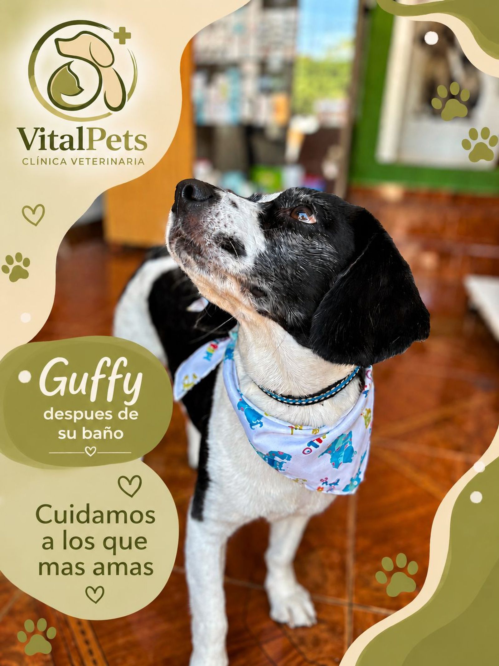 Guffy después de su día de spa.