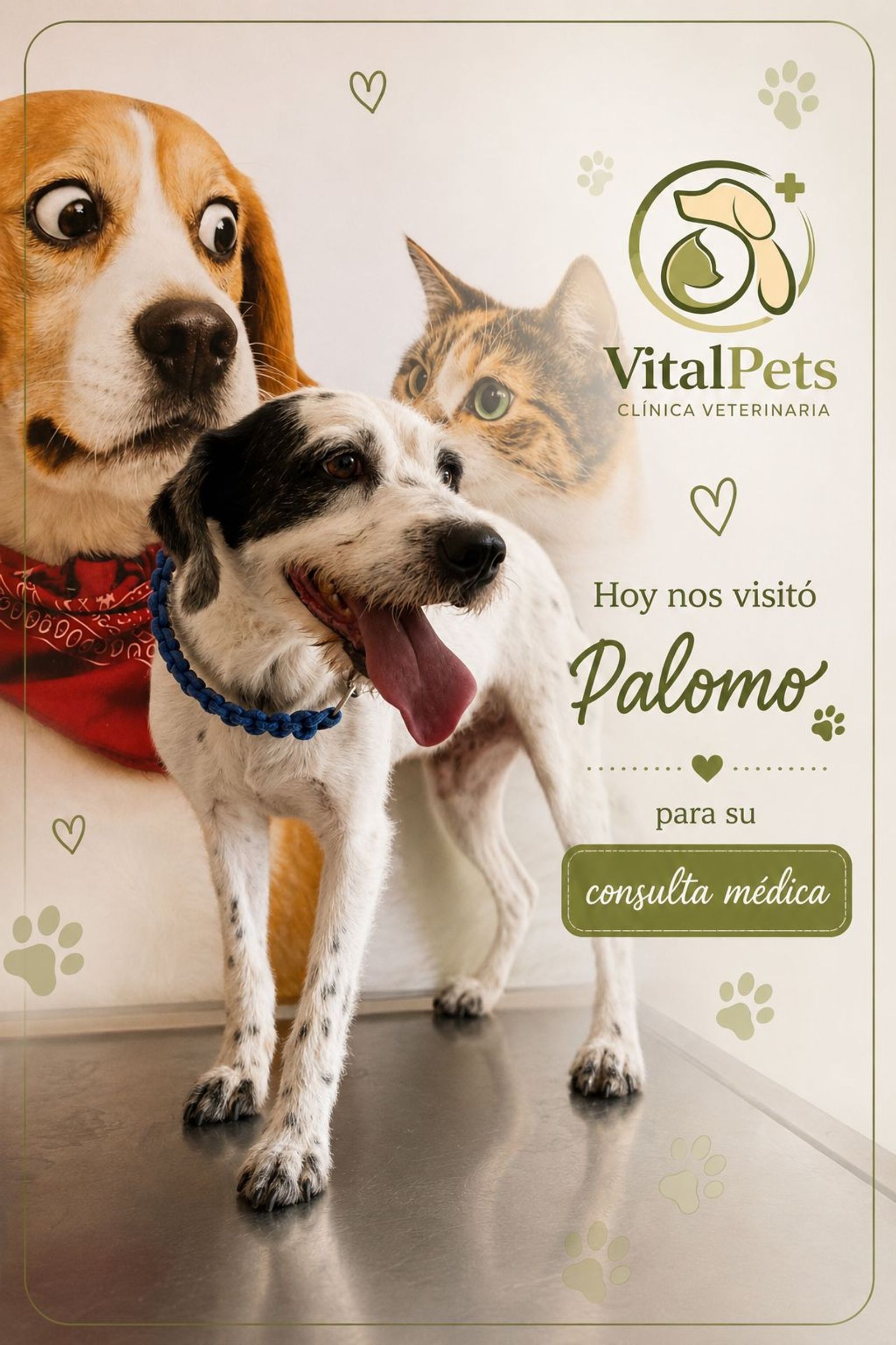 Palomo en consulta medica.