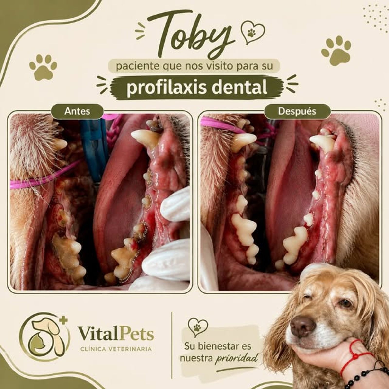 Antes y después de la profilaxis dental de Toby
