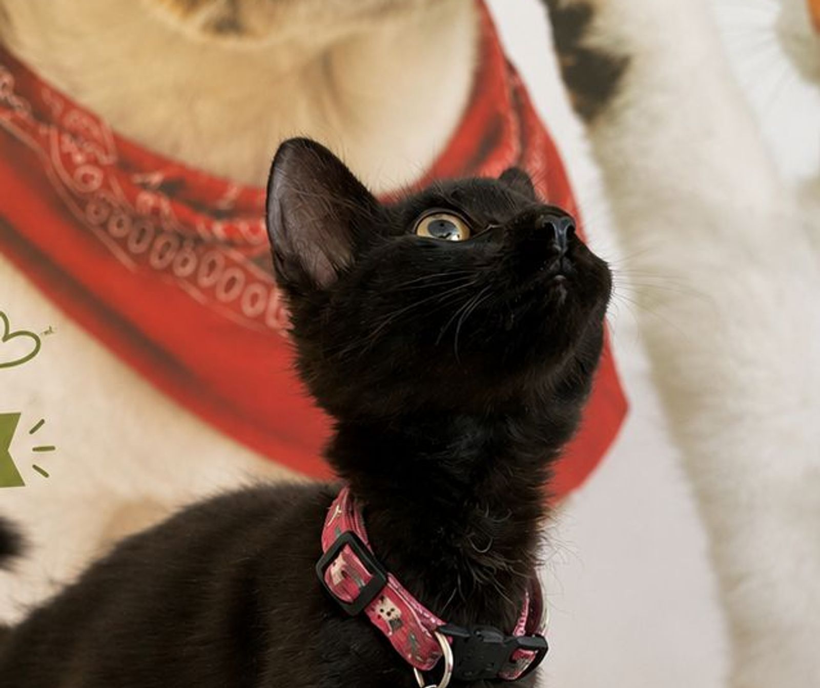 Luna, paciente de la clínica, muy atenta