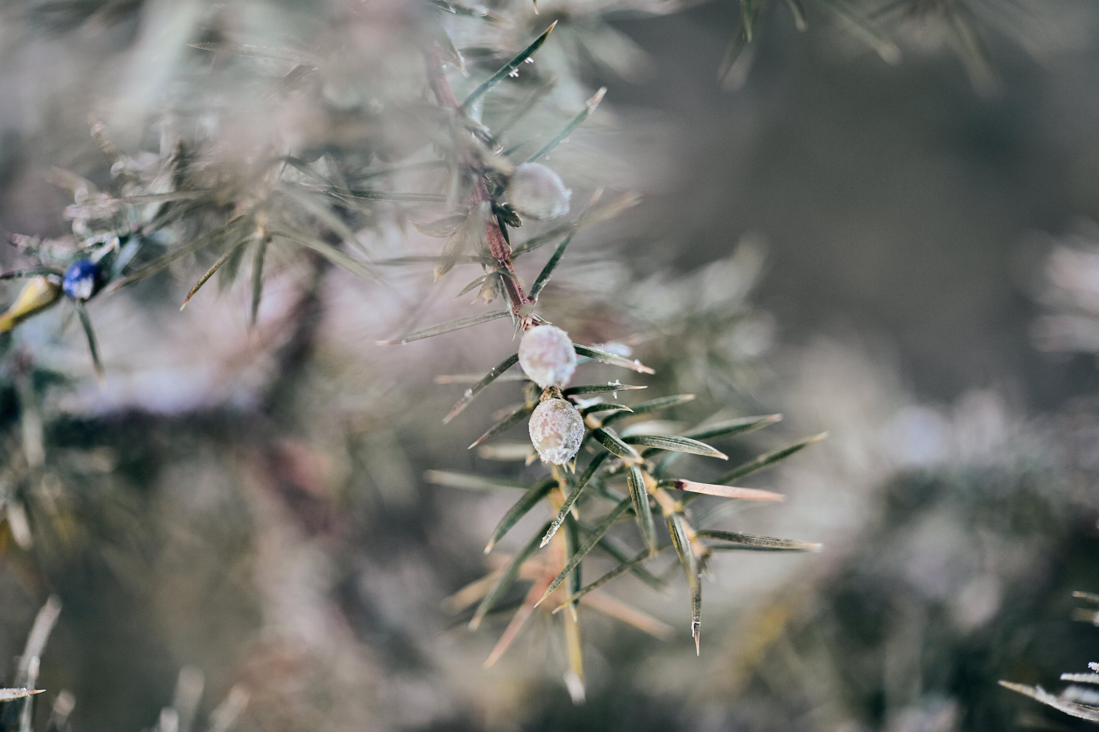 Albwacholder Landschaft