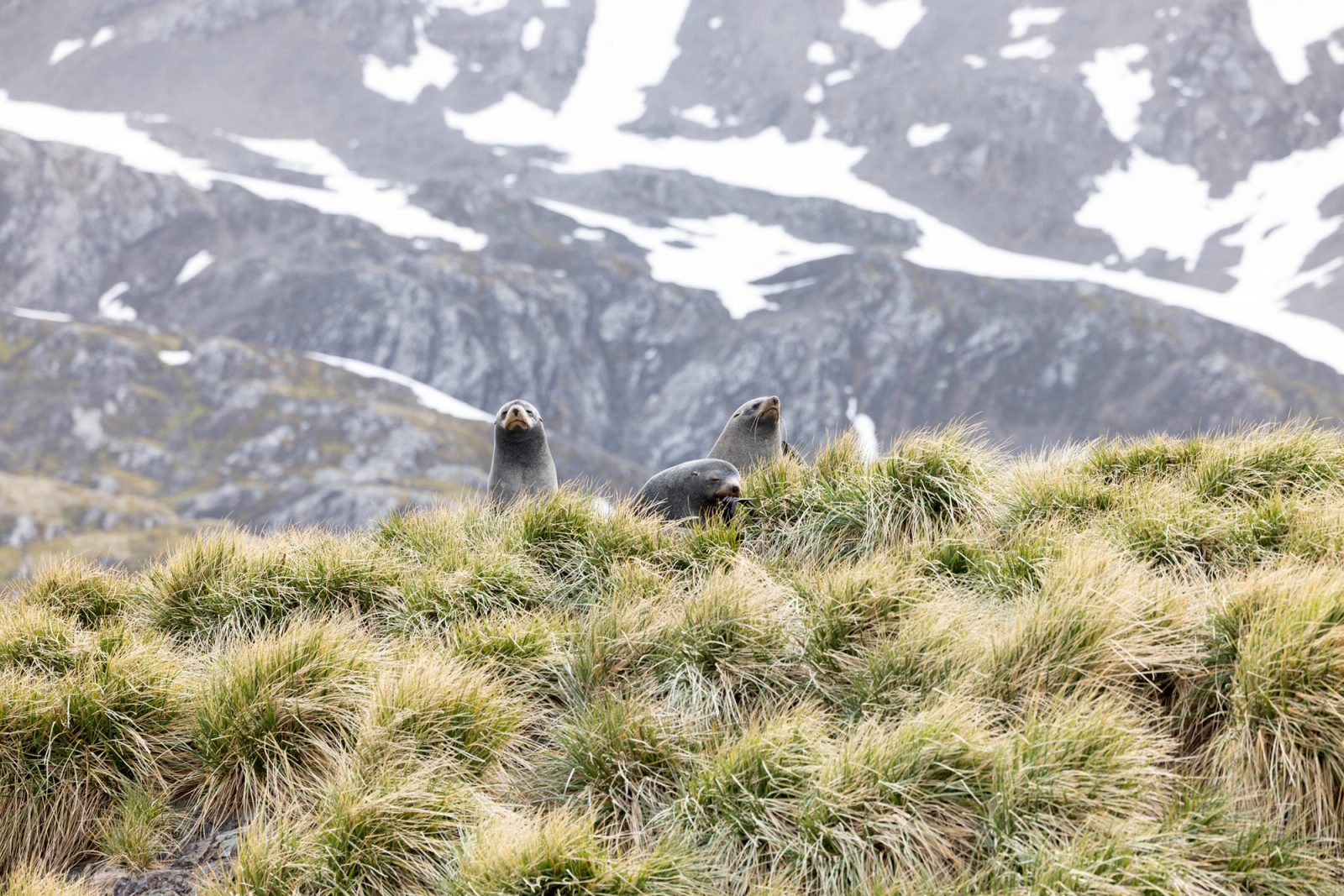 Three fur seals peering out of tall tussac grass below snow-streaked rocky slopes.