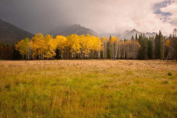 A stand of golden aspen lit by a break of sun at the edge of a grass meadow, with dark storm cloud and rain over grey peaks behind, Hillsdale Meadows, Banff National Park.