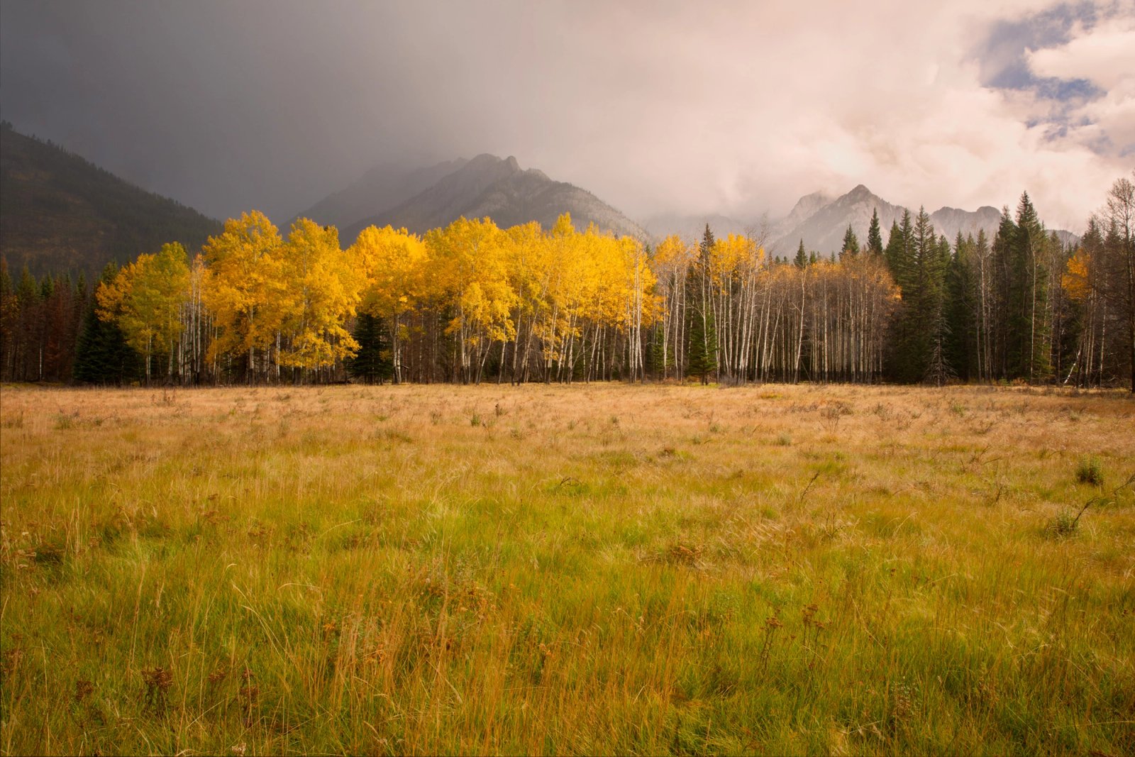 A stand of golden aspen lit by a break of sun at the edge of a grass meadow, with dark storm cloud and rain over grey peaks behind, Hillsdale Meadows, Banff National Park.