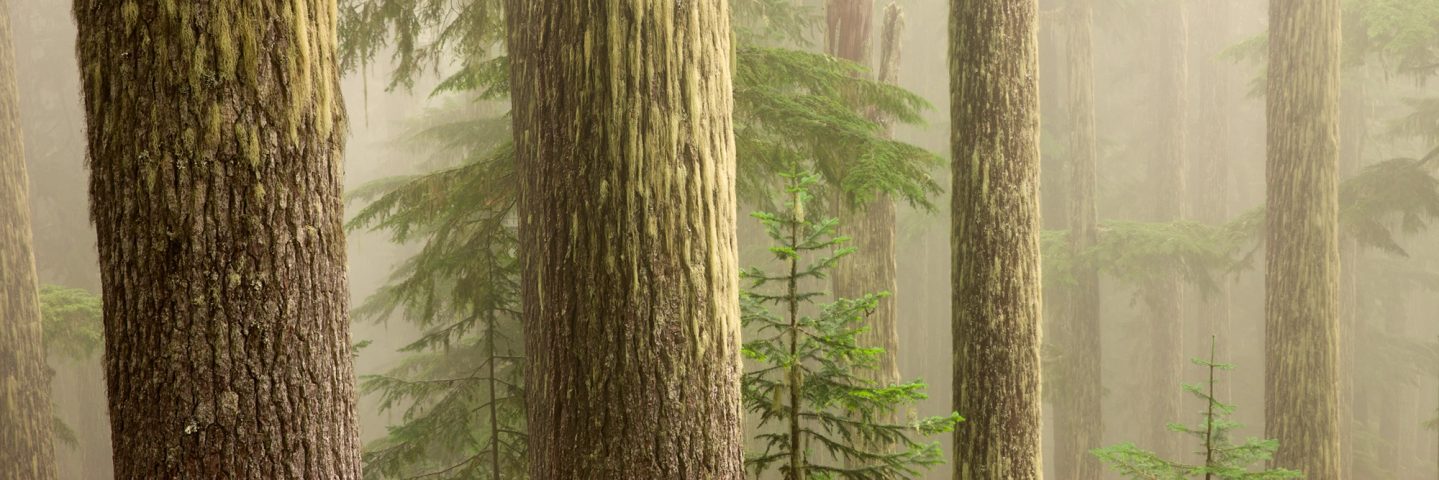 Old growth trunks receding into thick fog on the slope below Devil's Dream, Mount Rainier National Park, Washington.