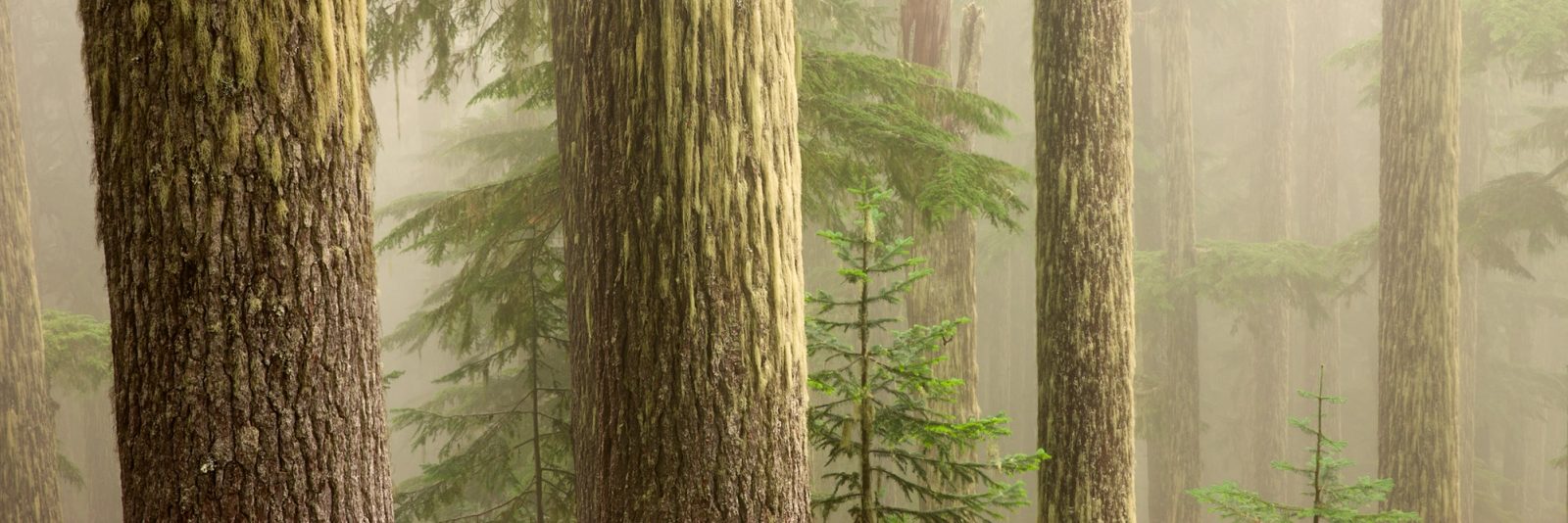 Old growth trunks receding into thick fog on the slope below Devil's Dream, Mount Rainier National Park, Washington.