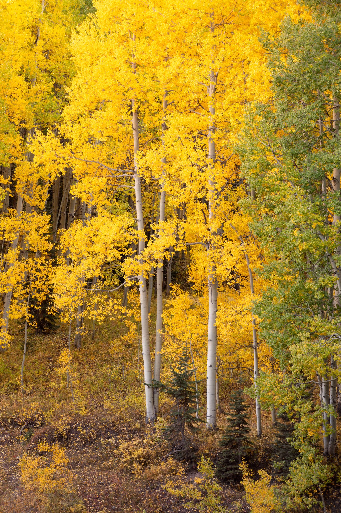 A vertical view of an aspen grove with straight white trunks and bright yellow leaves lit from the side, a few trees still green at right, and young spruce in the undergrowth on Kebler Pass, Colorado.