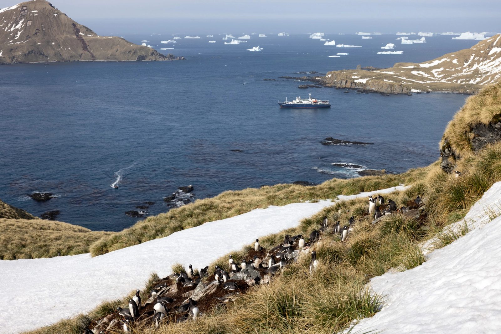 Gentoo penguins nesting on a snowy, tussac-covered hillside above a blue bay, with an expedition ship at anchor, a zodiac's wake, and icebergs scattered to the horizon.