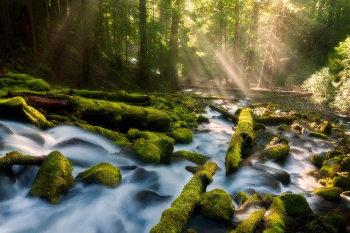 Light beams cutting through mist among mossy forest trees in Three Sisters Wilderness, Oregon.