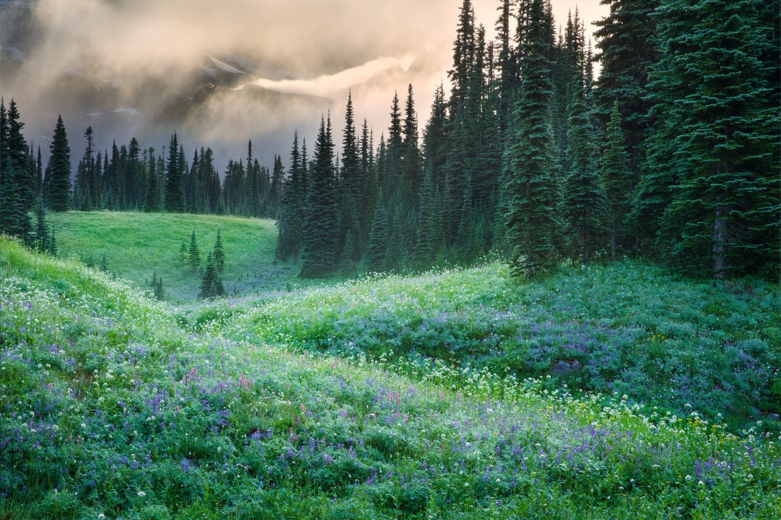 A subalpine meadow of lupine below conifers at Mount Rainier National Park, Washington, with morning light on lifting fog.