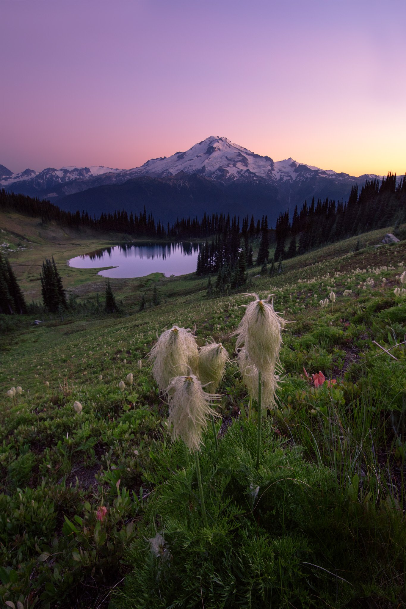 Western pasque flower seedheads in the meadow above Image Lake, with Glacier Peak under a pink twilight sky, Washington.