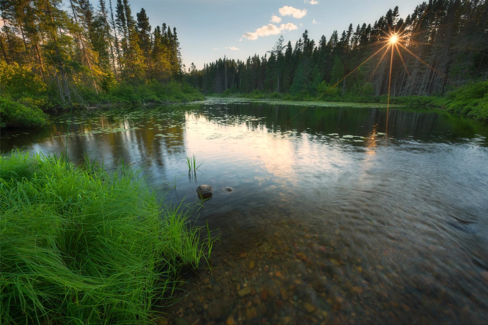 Low sun breaking through spruce at the edge of a still boreal creek, lily pads across the water and marsh grass leaning in from the near bank.
