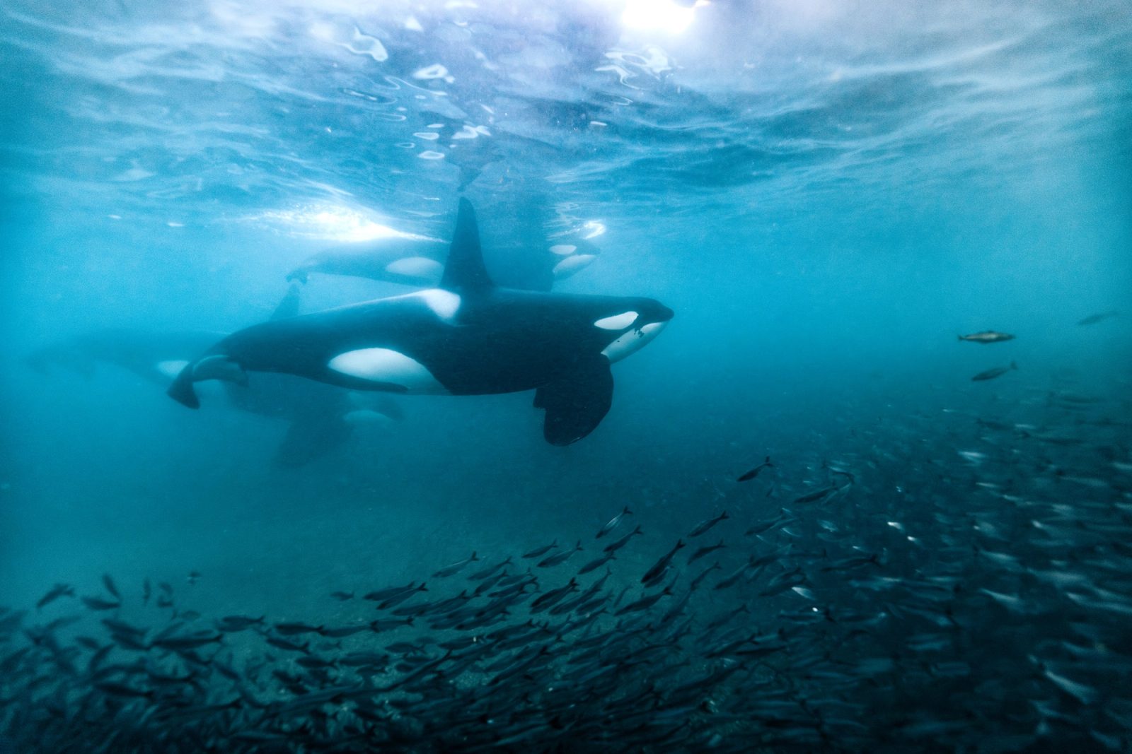 Orcas swimming through a herring bait ball under surface light in the Tromsø fjords, Norway.