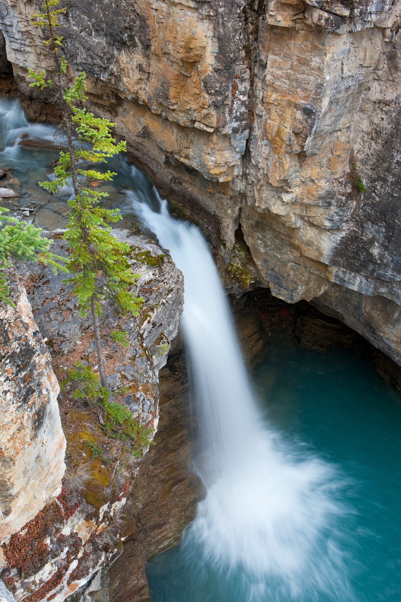 A waterfall dropping into a turquoise pool in a narrow gorge, with a spruce on the canyon lip.