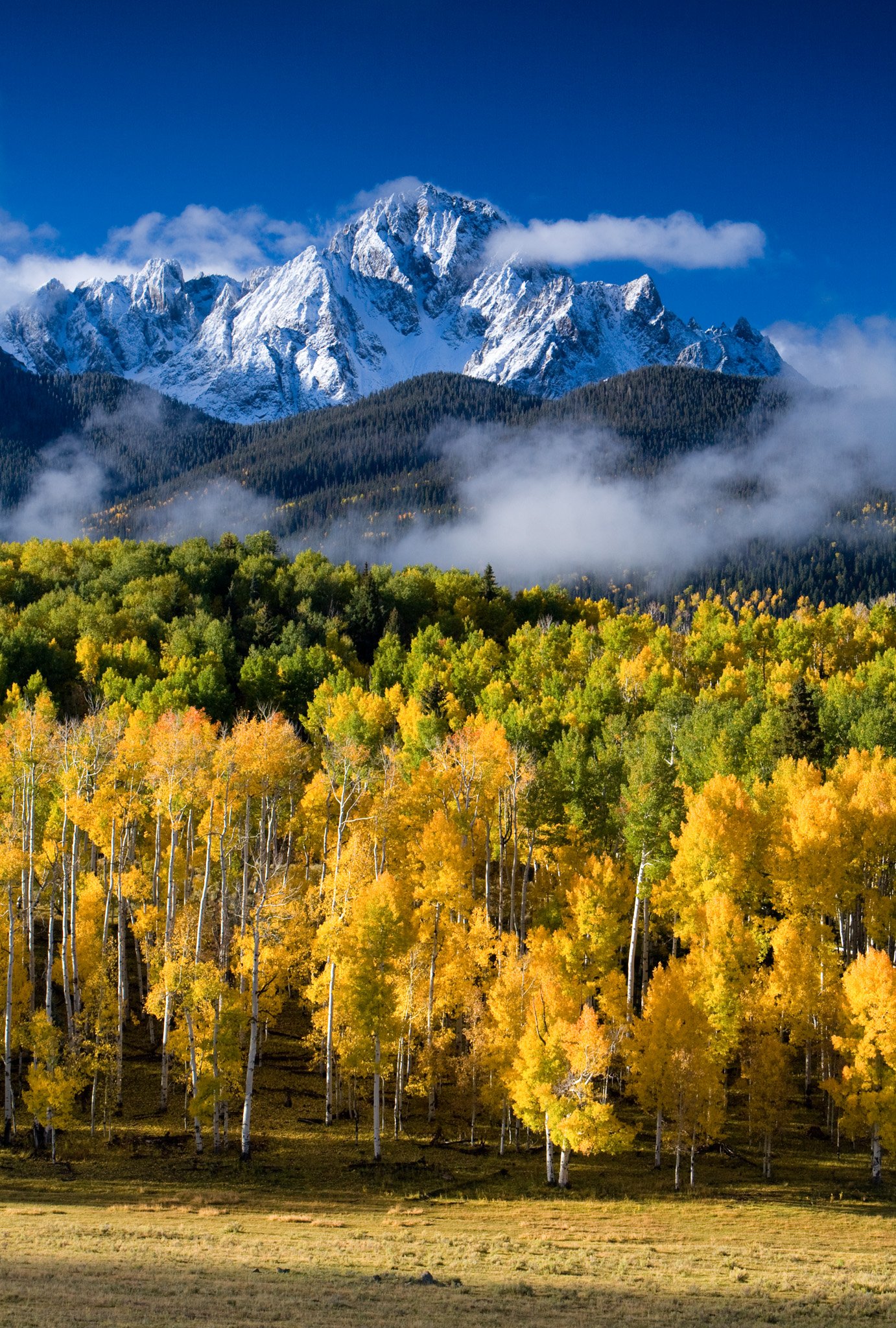 Snow-capped Mt. Sneffels above gold and green aspens with low mist, San Juan Mountains, Colorado.