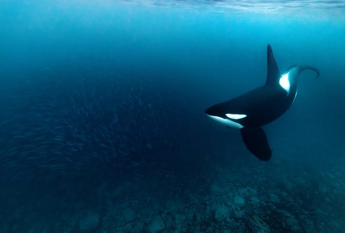 A bull orca stalking a herring bait ball in shallow blue water near Tromsø, Norway, with surface light above and the rocky bottom below.
