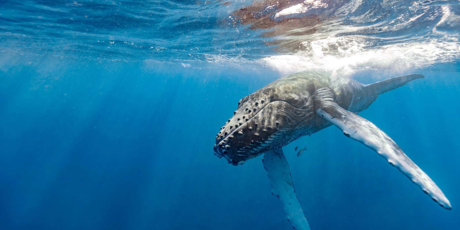 A humpback whale calf swimming near the surface in clear blue water at Silver Bank, Dominican Republic, with sun rays and a long white pectoral fin extended.