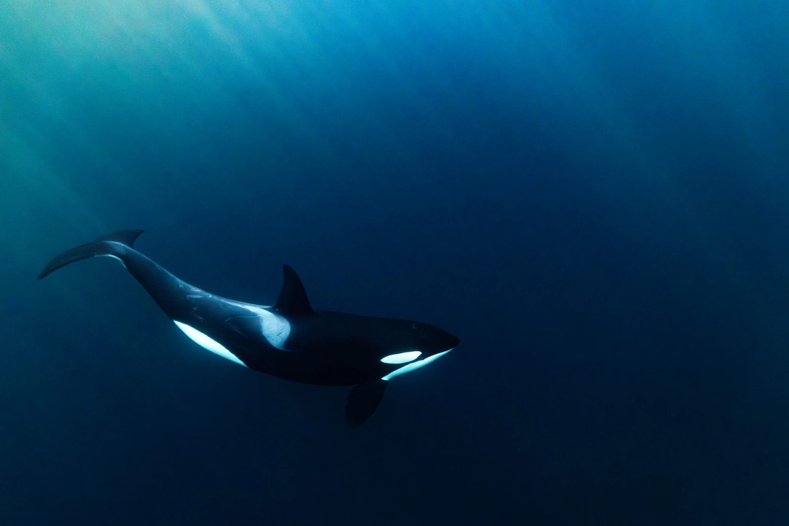 Orca swimming through deep blue-green water with light filtering from above, Tromsø fjords.