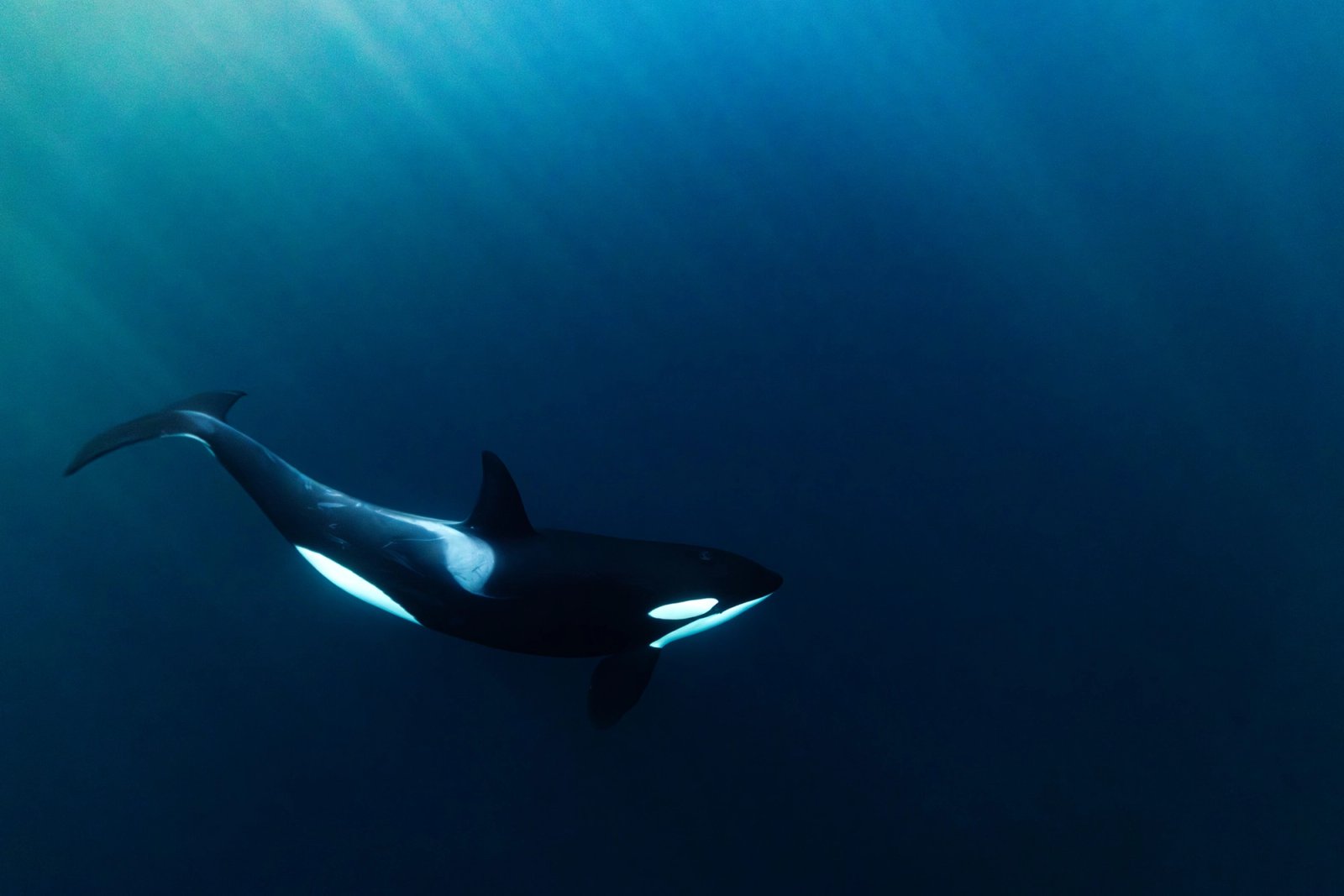 Orca swimming through deep blue-green water with light filtering from above, Tromsø fjords.
