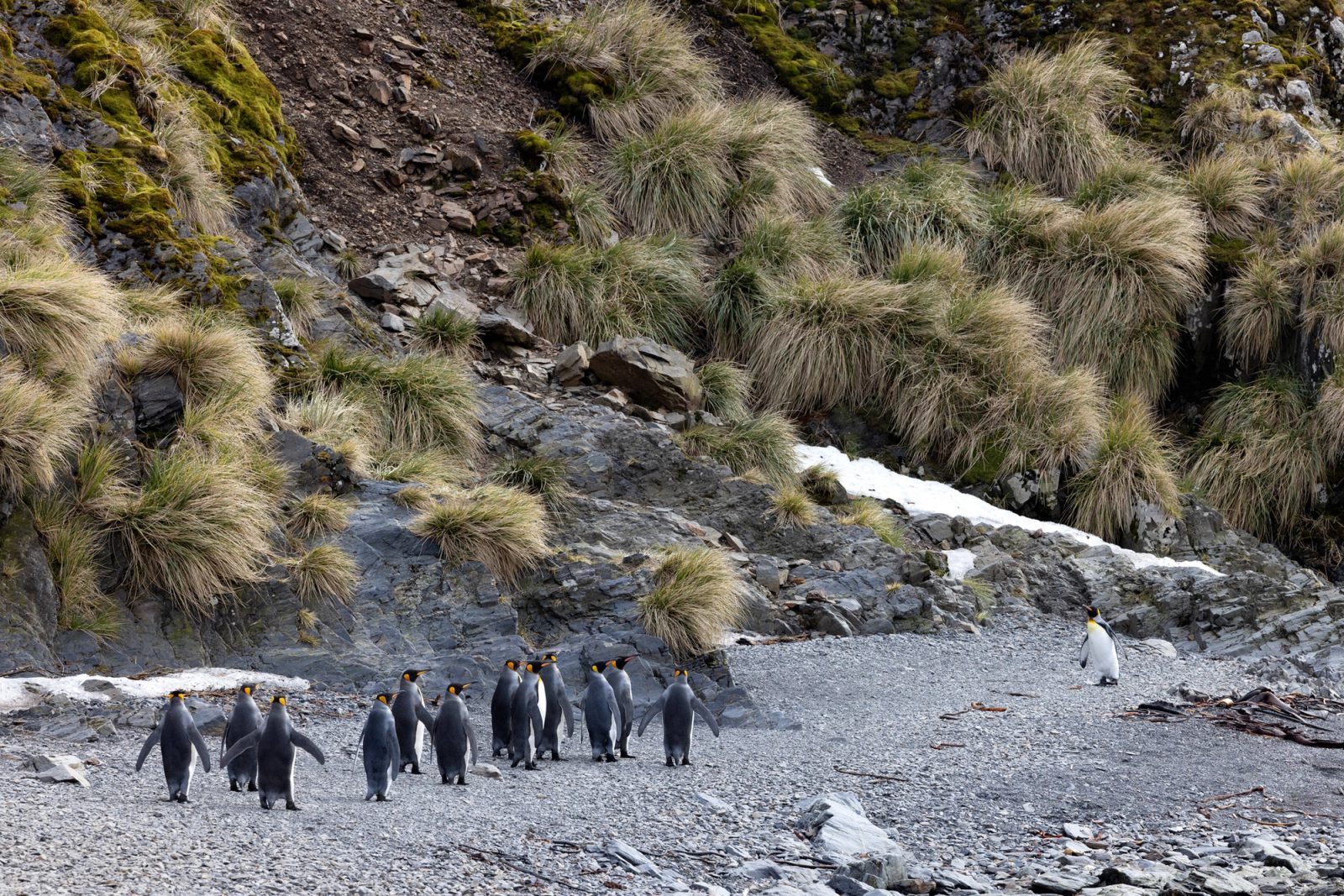 A line of king penguins walking across a gray stony beach below a rocky slope covered in tussac grass, with one more penguin standing apart near a patch of snow.