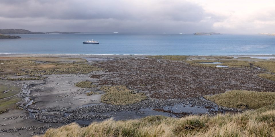 A vast king penguin colony spread across the meltwater channels and grassy flats of Salisbury Plain, seen from a tussock slope above, with an expedition ship anchored in the bay beyond under gray cloud.
