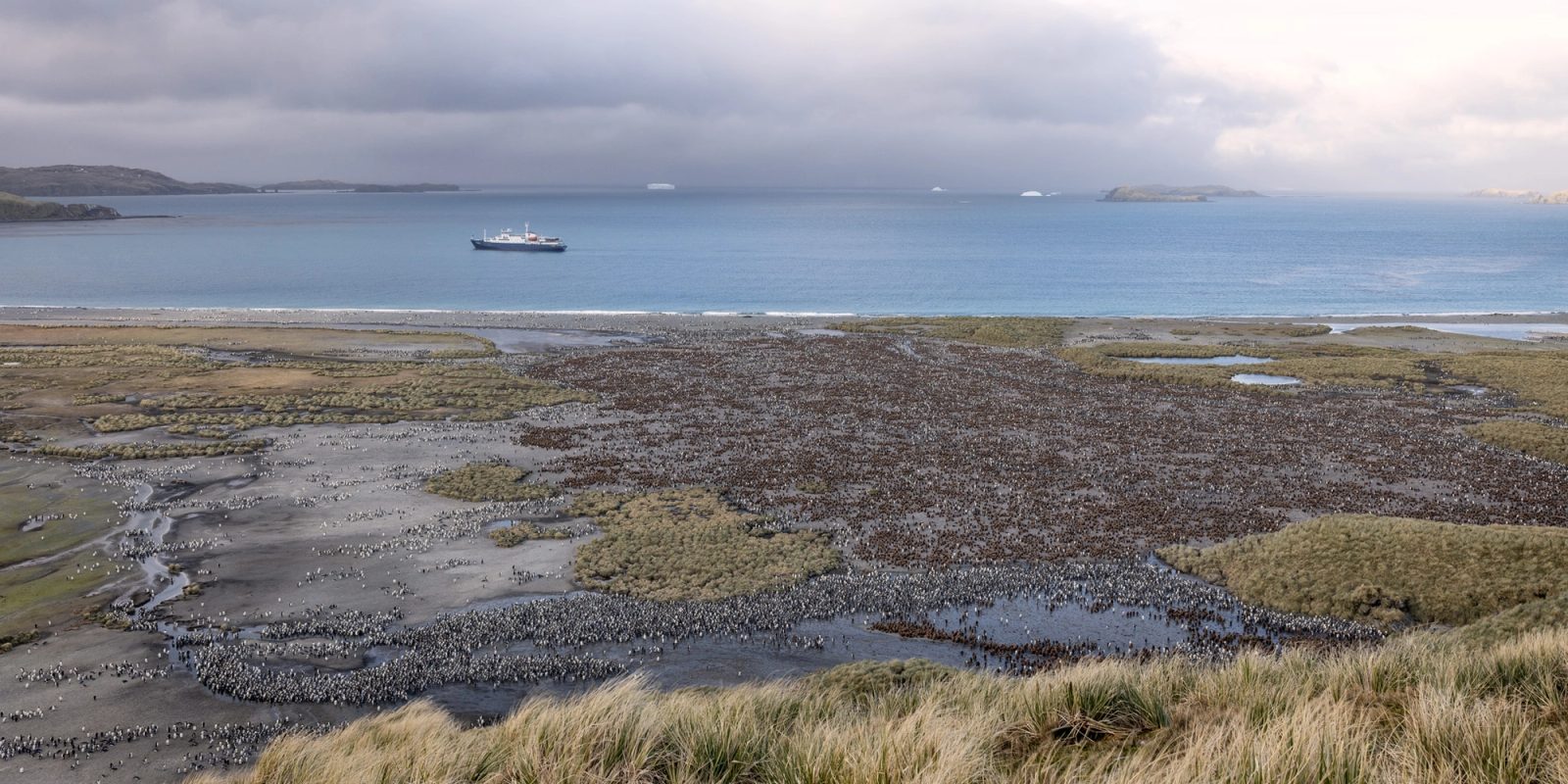 A vast king penguin colony spread across the meltwater channels and grassy flats of Salisbury Plain, seen from a tussock slope above, with an expedition ship anchored in the bay beyond under gray cloud.