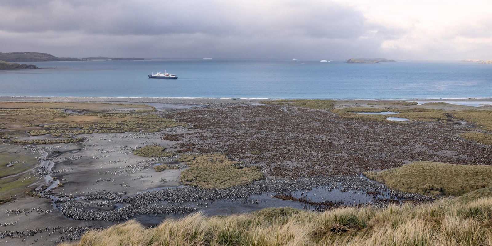 A vast king penguin colony spread across the meltwater channels and grassy flats of Salisbury Plain, seen from a tussock slope above, with an expedition ship anchored in the bay beyond under gray cloud.
