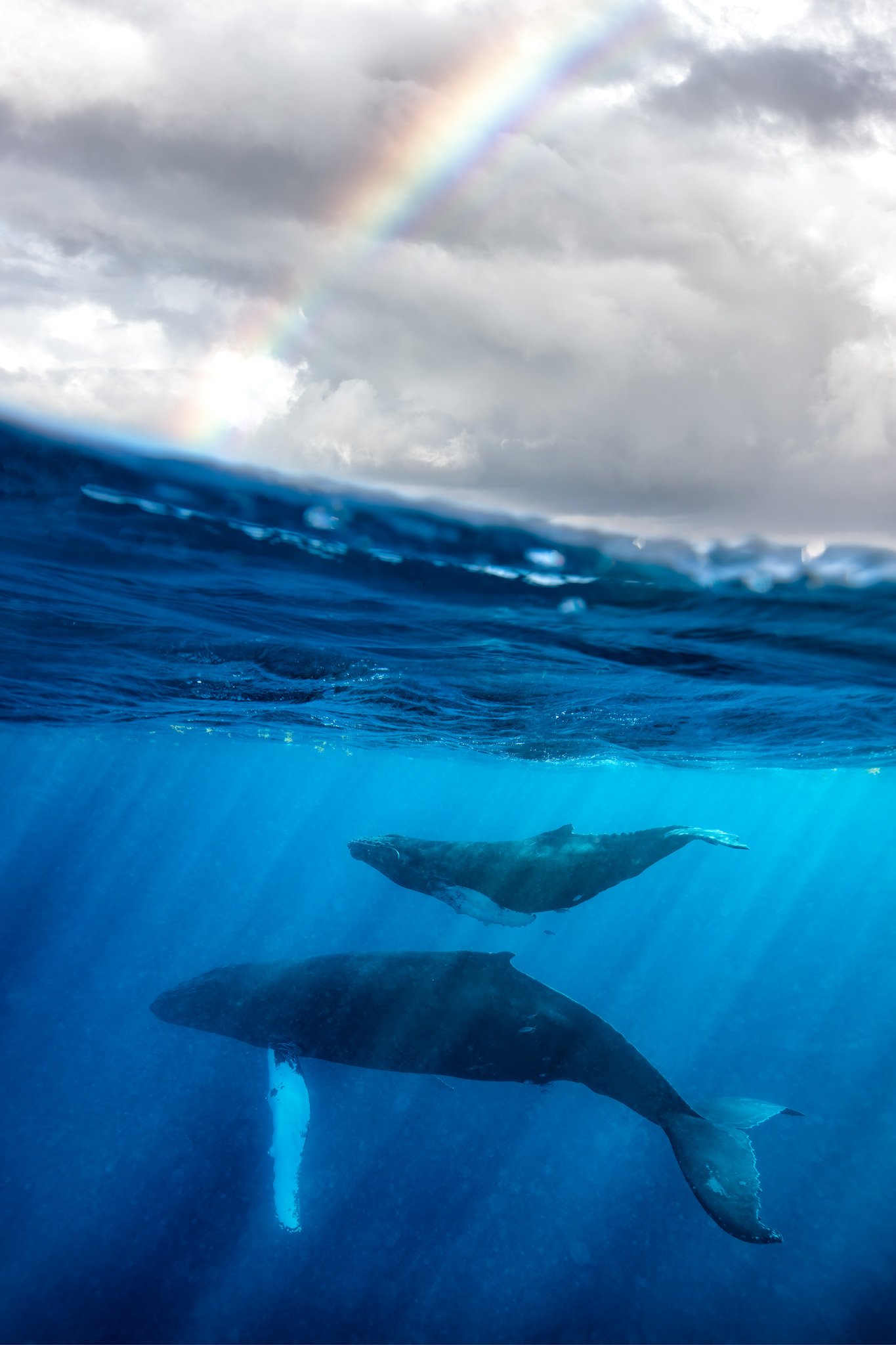 Over-under view of a rainbow above Silver Bank and a humpback mother and calf below in blue water with light rays.