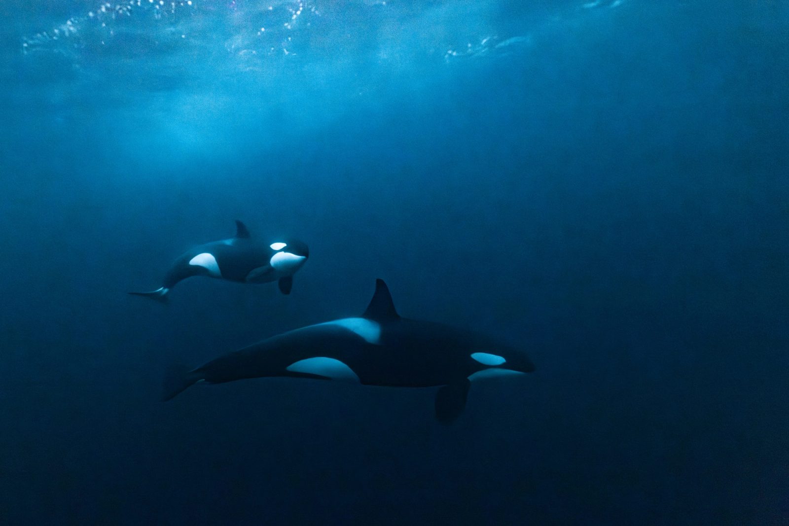 Two orcas swimming through dark blue water with surface light above, Tromsø fjords.