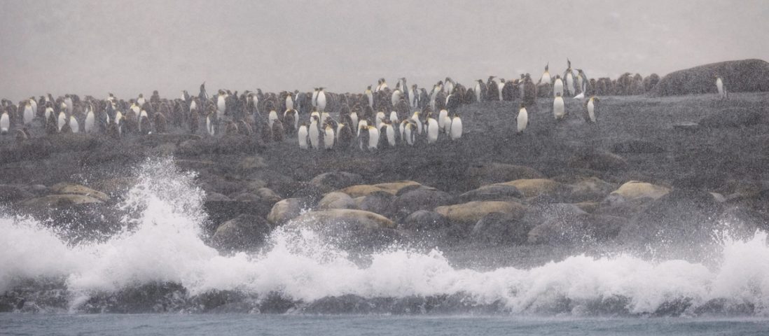 A wave breaking along a beach at Gold Harbour, South Georgia, with elephant seals hauled out behind it and a long line of king penguins on the rise above, all seen through falling snow.