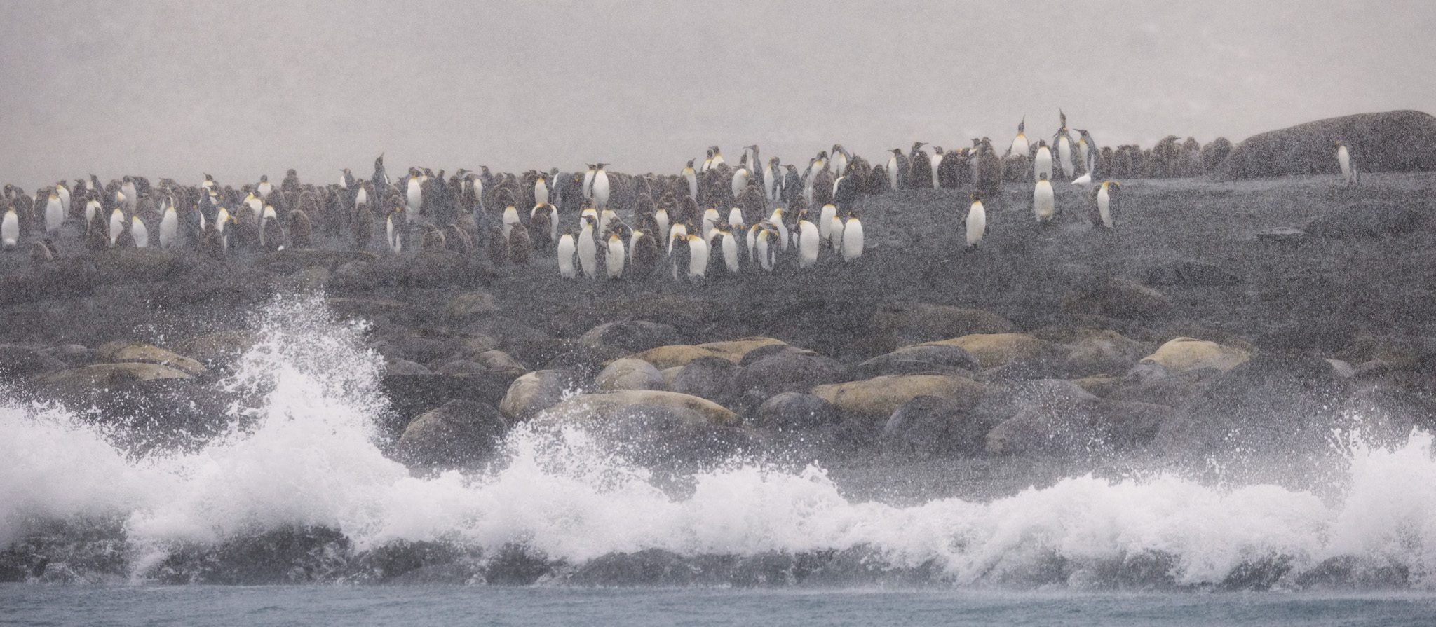 A wave breaking along a beach at Gold Harbour, South Georgia, with elephant seals hauled out behind it and a long line of king penguins on the rise above, all seen through falling snow.
