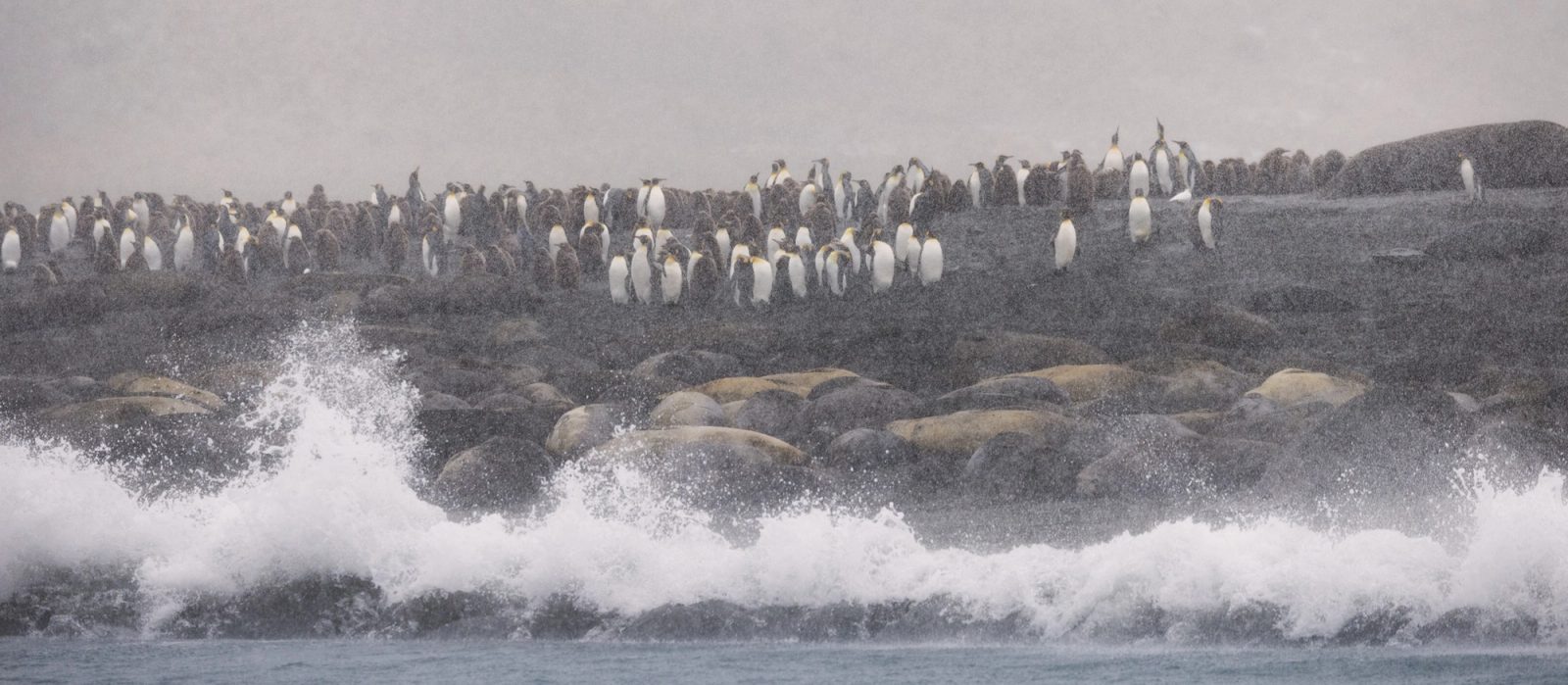 A wave breaking along a beach at Gold Harbour, South Georgia, with elephant seals hauled out behind it and a long line of king penguins on the rise above, all seen through falling snow.