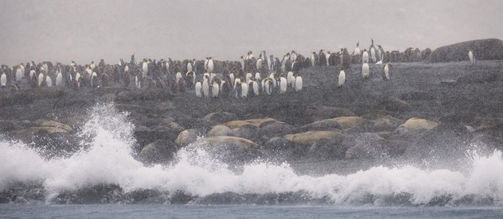 A wave breaking along a beach at Gold Harbour, South Georgia, with elephant seals hauled out behind it and a long line of king penguins on the rise above, all seen through falling snow.