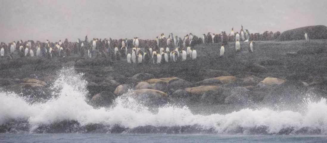 A wave breaking along a beach at Gold Harbour, South Georgia, with elephant seals hauled out behind it and a long line of king penguins on the rise above, all seen through falling snow.