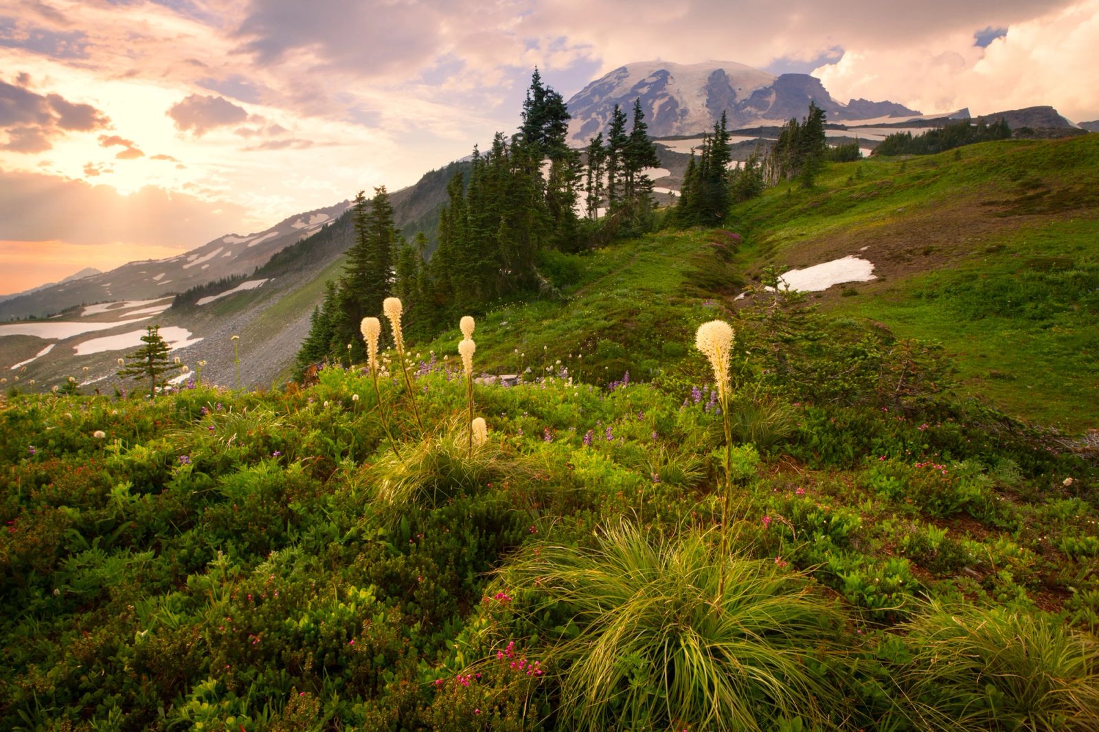 Beargrass plumes lit by sunset rays in a subalpine meadow of lupine and pink mountain heather at Paradise, with Mount Rainier in cloud and shadow beyond a ridge of subalpine fir.