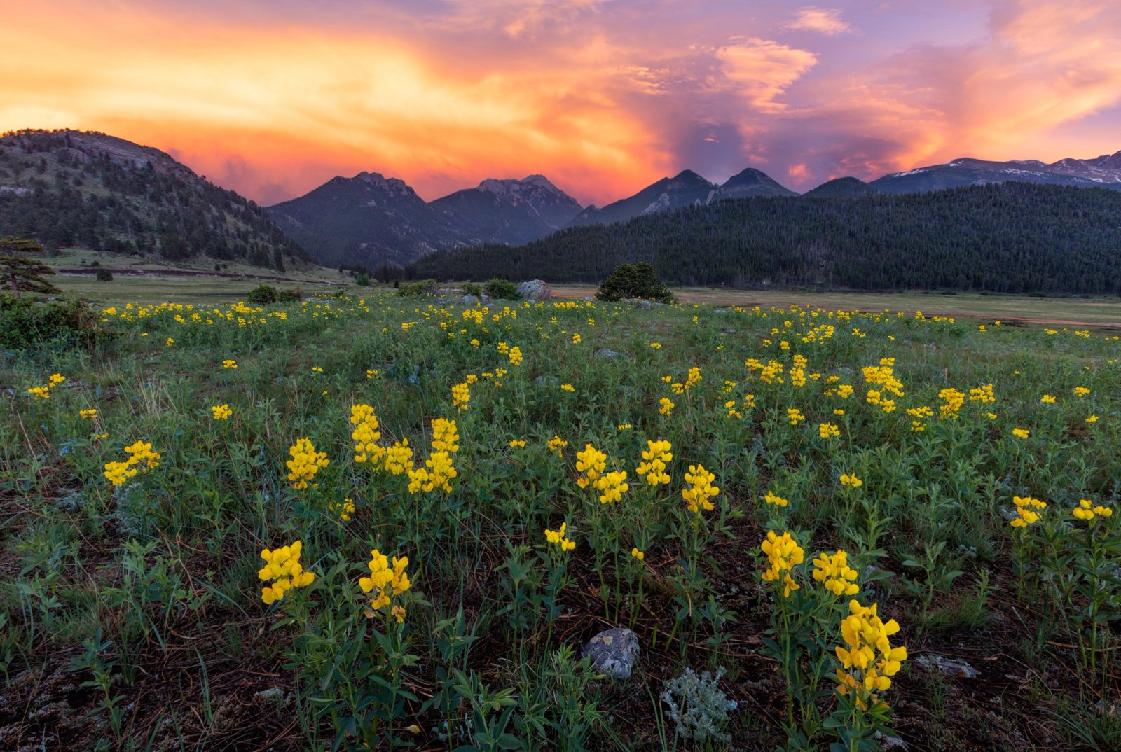 A meadow of yellow golden banner wildflowers in Moraine Park under an orange and magenta sunset sky, with a rain shaft falling behind dark peaks in Rocky Mountain National Park, Colorado.