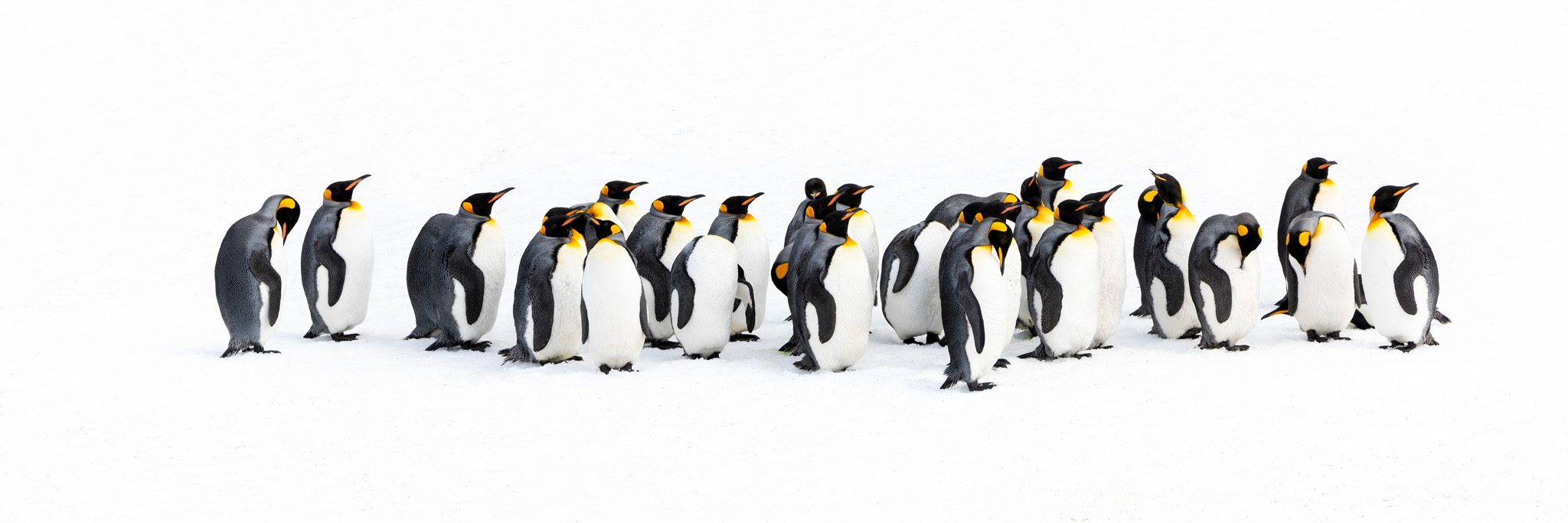 A small group of king penguins standing together on snow at Right Whale Bay, South Georgia.